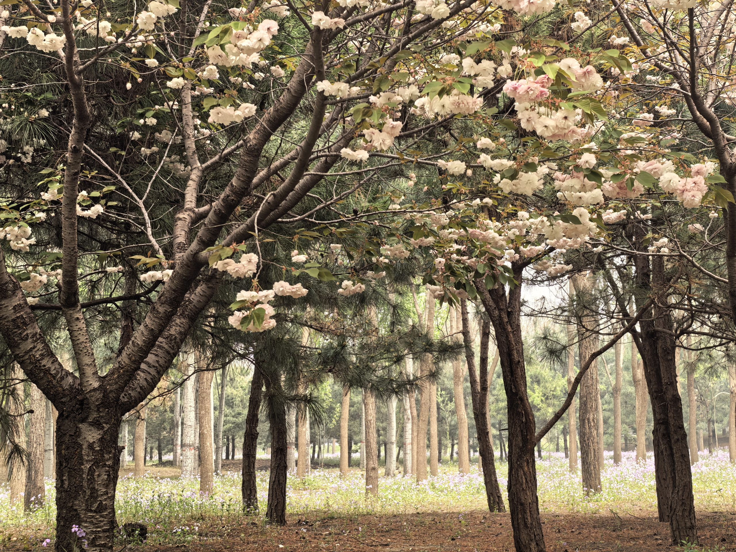 又到了露营的季节了